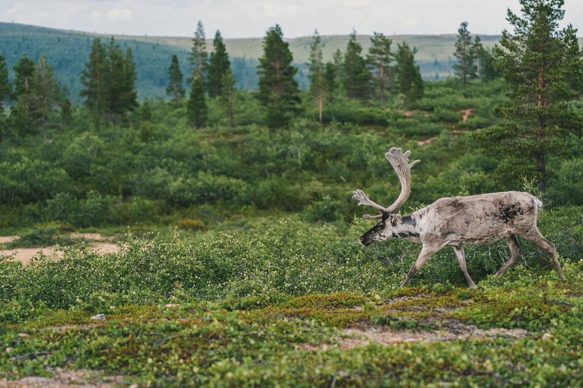 Fell Centre Kiilopaeae, Hotelli Niilanpaeae Saariselka Bagian luar foto